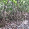 Mangrovenwald auf Mustique