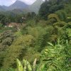 Urwald auf Martinique