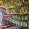 Getrocknete Tabakpflanzen