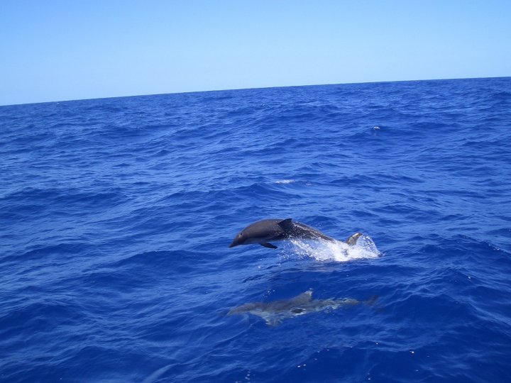 Delfinbegleitung