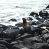 Galapagos