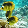 Tuamotus Fakarava