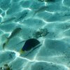 Unterwasserwelt