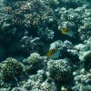 Unterwasserwelt